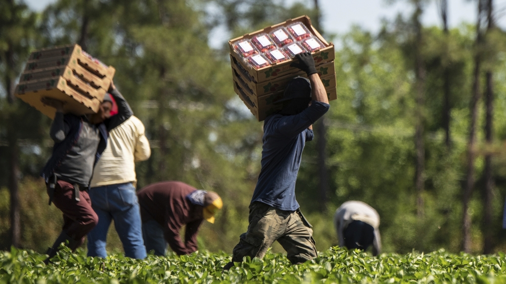 Italian Agrifood Workers