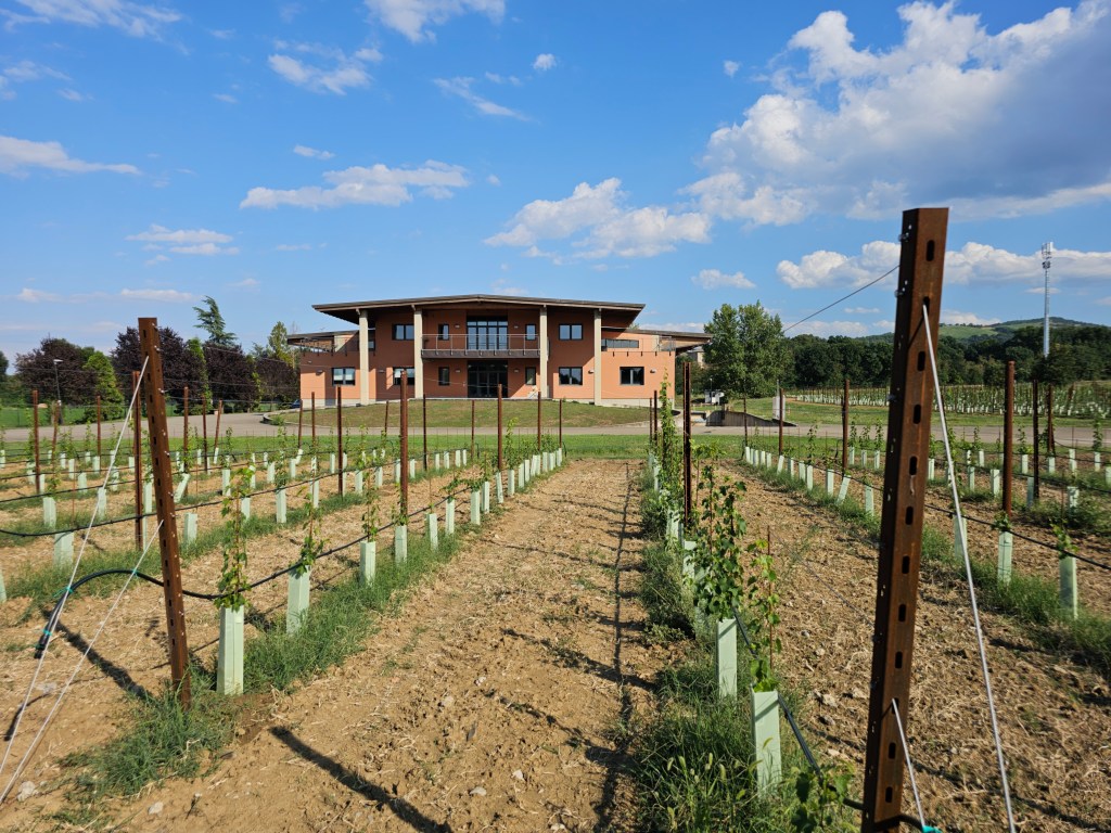 A view of a vineyard with rows of young grapevines in the foreground and a modern building in the background against a blue sky with scattered clouds.