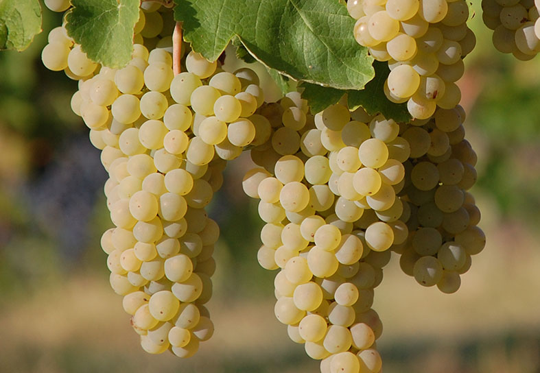 Clusters of ripe green grapes hanging from a vine with leaves.