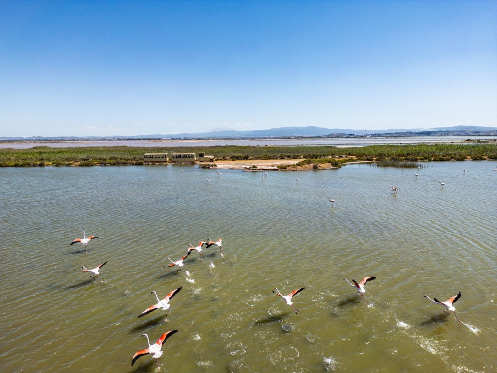 A flock of pink and black flamingos taking off from a greenish body of water, with a bus and marshland in the background under a clear blue sky.